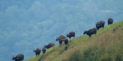 Thekkady-A complete Nature’s Reserve